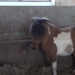 Predstavljamo kandidate za odbornike SO Prnjavor: Marina Đuraš SDS br.2; Vukašin Backović SDS br.14