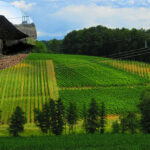 Kreativna radionica “Slonče poklonče” gostuje u emisiji Vikend jutro RTRS