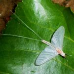 Eleni Milutinović i Mihaeli Jevtić prve nagrade na Internacionalni festival muzike Skala