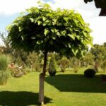 Vidovdanski susreti okupili preko 100 pjesnika na Vučijaku