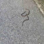 Za budućnost Ljubića