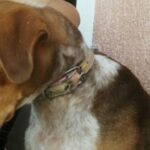 Tradicionalno pečenje vola za Dane Ilovčana VIDEO