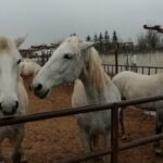 Novo jutro sa Jovanom Jeremić: gost Zora Karanović VIDEO