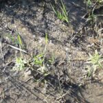 Dani otvorenih vrata za vakcinaciju protiv Covid-19