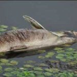 Viši privredni sud odlučio: Prnjavorski “Ribnjak” imovina Srpske