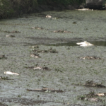 OO SDS Prnjavor: Sumnjamo da iza svega oko Ribnjaka stoji prodaja kupcu iz Federacije