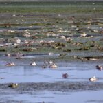 KMF Ljubić zadovoljan rezultatima u sezoni 2021/2022