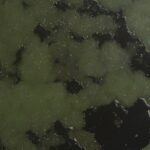 Pomor ribe u prnjavorskim ribnjacima VIDEO