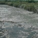 Pero Rudonjić iz Kremne poljoprivredni proizvođač lubenica VIDEO