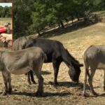 Bio na slobodi, iako je imao MJERU OBAVEZNOG LIJEČENJA: Tragedija u Prnjavoru mogla se izbjeći da je neko radio svoj posao