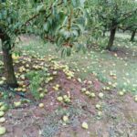 Jako nevrijeme zahvatilo Šereg obaralo drveće skidalo krovove FOTO