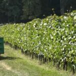 Leburić komerc: Grafički dizajner