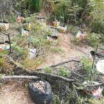 Velika količina uginule ribe na rijeci Vijaci FOTO