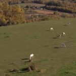 FK “Slavija” – FK “Ljubić”, I poluvrijeme (VIDEO)