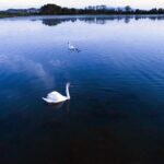 U SRC Borik održana smotra pasa, pehari za najljepše (VIDEO)