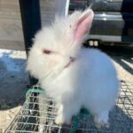 Detalji teške nesreće kod Gornjih Vijačana: Poznat identitet muškarca na koga je naletio teretni voz