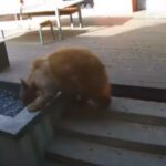 Strip veče u prostorijama Biblioteke