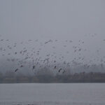 KK Mladost Bulldogs izgubila od ekipe KK Partizan Grawe BL rezultatom 62:60