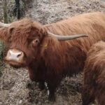 Sutra Godišnji koncert GKUD “Pronija” Prnjavor