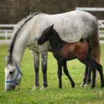 OC Prnjavor: Svijet atletike Belme Ćuran