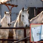 SPKD ”Prosvjeta”-Prnjavor: Prikaz običaja krsne slave sa Kupresa (VIDEO)