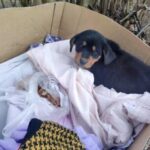 Brijačnica “Tatarević” od sada nudi online zakazivanje termina