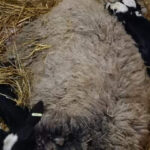 Od sutra u Prnjavoru stacionarni radari