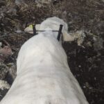 Albert Tonui i Lila Bem pobjednici ulične trke u Prnjavoru Prilog TV K3