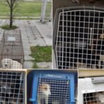 Распоред богослужења за Васкршње празнике 2022.г. – Црква Светог Саве насеље Слатина