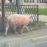 Moto klub “Prnjavor 07” proslavili 15. rođendan, spremni za nove avanture – Nedjeljno popodne, TV K3