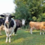 Obavještenje o podjeli ponosnih kartica