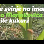 Za dva preduzetnika grant od 4.000 KM Prilog TV K3