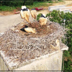 Internet dating Site Designed for Married Persons