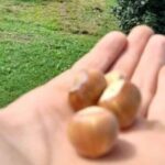 RTRS Karavan: GKUD “Pronija” Prnjavor VIDEO