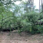 UZBUDLJIV VIKEND Fargo drži vrh u 3×3 ligi Srpske