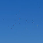 TOMAŠ (SNSD): Znamo mi kako se “živjelo bolje” dok je SDS bio vlast