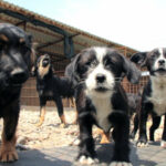 Sutra VII Dječiji folklorni susreti