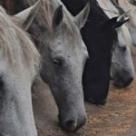 Prnjavor: Izvještaj sa 17. sjednice Skupštine opštine Prilog TV K3