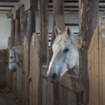 PETROVIĆ ZA “CENTRALNI PORTAL”: Niko mi neće nametati nešto što smatram da nije dobro po građane Srpske