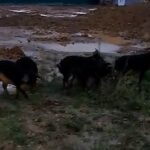 Danas Crveni krst organizuje akciju dobrovoljnog darivanja krvi