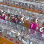 Najveća u BiH Izložba sitnih i ukrasnih životinja u Prnjavoru VIDEO