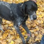 Mladi lovac iz Prnjavora: Brkovićeva puca bez optike i oko je još nije prevarilo FOTO