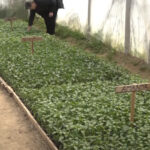 PD “Korak više”: 250 učesnika tradicionalne šetnje na Ljubić