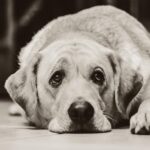 KBK “Prnjavor” osvaja srebro i bronzu na Evropskom kupu “Serbia Open” FOTO