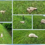 Konkurs za profesora matematike