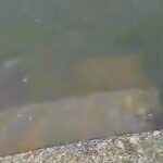 Vatrogasci “Kod Sofrića” pumpama izbacuju vodu