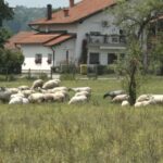 Dvostruka promocija albuma Asima Sarvana u Prnjavoru: “60-e u mom gradu” i “Kamen po kamen” Prilog TV K3