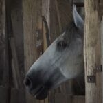 16. ribolovni Kup ratnih vojnih invalida RS i Srbije Prilog TV K3