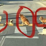 Katarina Marjanović, Đorđe Marić i Jovan Cvijanović ponos prnjavorske Gimnazije Prilog TV K3