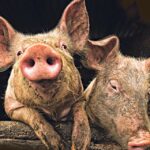 Obavještenje o Javnoj raspravi na Nacrt izmjene regulacionog plana “Istok 2, Istok 3 i Jug 1”